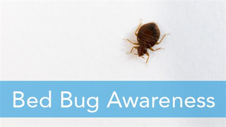 E2L: Bed Bug Awareness (English/Spanish)